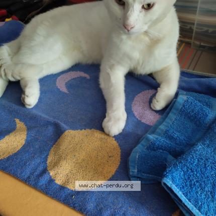 Photo 1/1 Charlie Chat lost in Beauvais