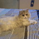 Picture of cat lost at La Bassee