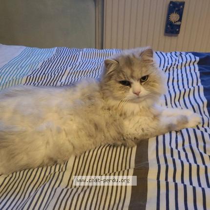 Photo 1/1 Chipie Chat lost in La bassee