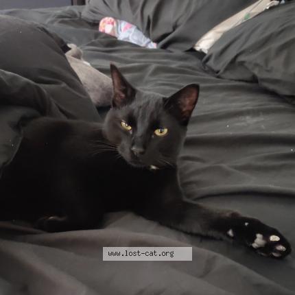 Photo 1/1 No name Chat lost in West valley city