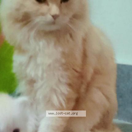 Photo 1/1 Tom Chat lost in Peshawar