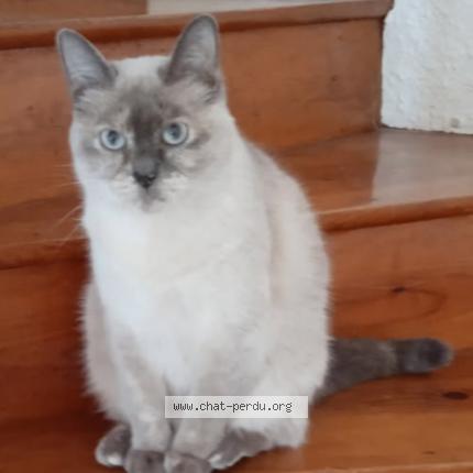 Photo 1/1 Iris Chat lost in Quintin