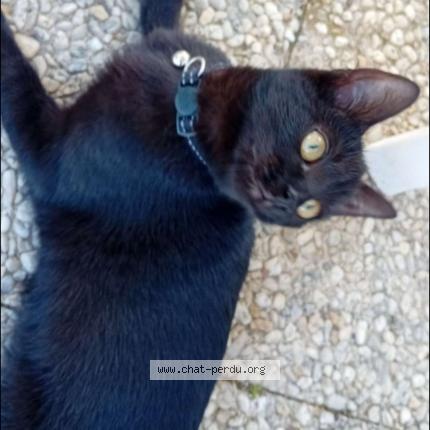Photo 1/1 Pralyne Chat lost in Baud
