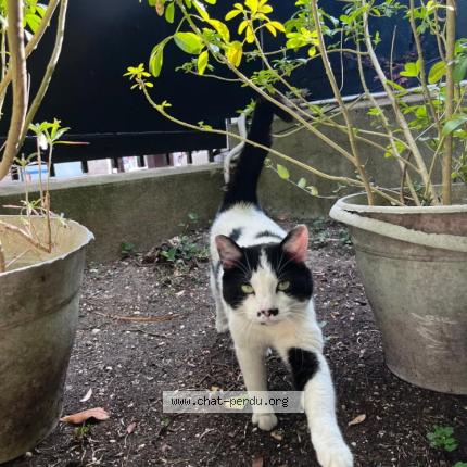 Photo 1/1 Grrisette Chat lost in Neuilly sur seine