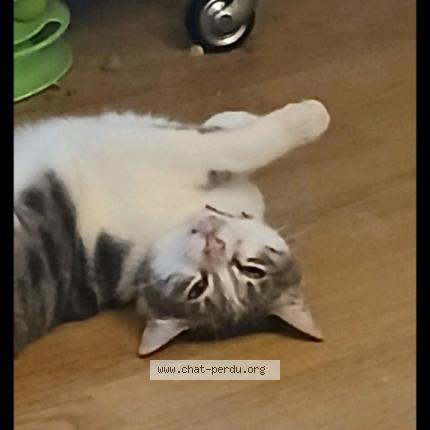 Photo 1/1 Perle Chat lost in Marseille