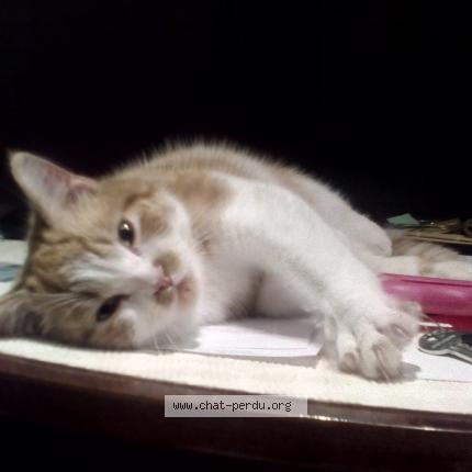 Photo 1/1 chevrollier martial Chat lost in Castelnau de medoc