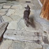 Picture of cat found at Filinges