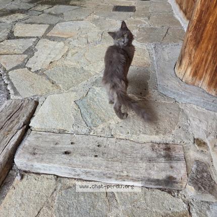 Photo 1/1 Found cat Found in Filinges