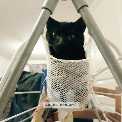 Photo 1/2 Fripouille Chat lost in La marne