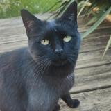 Picture of cat lost at Varennes