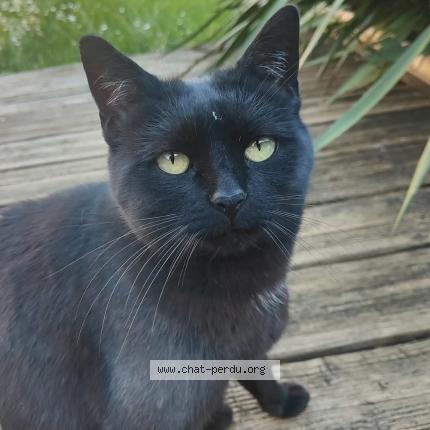 Photo 1/1 Prince Chat lost in Varennes