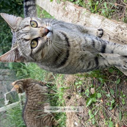 Photo 1/1 Isis Chat lost in Asse le boisne