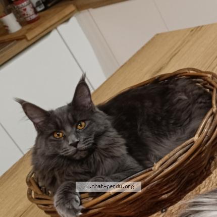 Photo 1/1 Uny Chat lost in Tourcoing