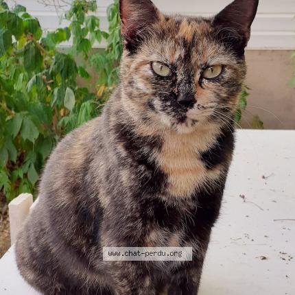 Photo 1/1 Prisca Chat lost in St macaire en mauges