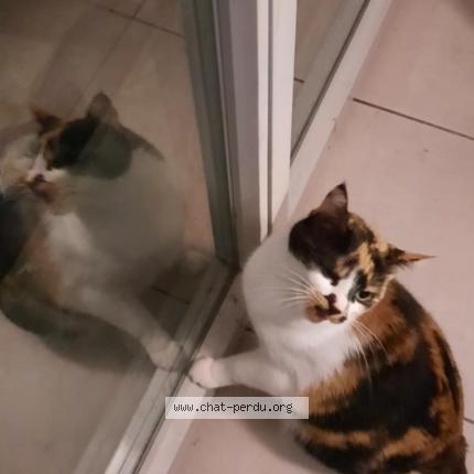 Photo 1/1 Addagio Chat lost in Toulouse