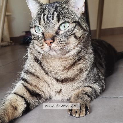 Photo 1/1 Tao Chat lost in Villebon sur yvette