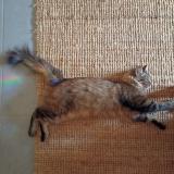 Picture of cat lost at Saint Lys