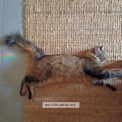 Photo 1/1 Ala Chat lost in Saint lys