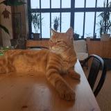 Picture of cat lost at Genissieux