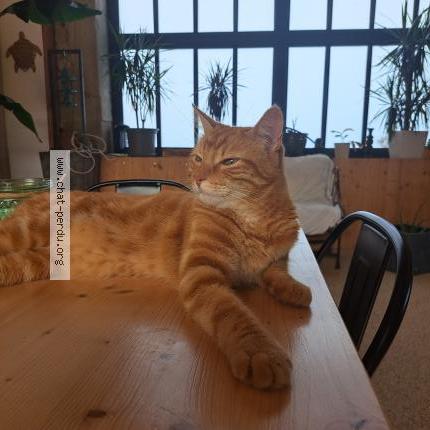 Photo 1/1 Oscar Chat lost in Genissieux