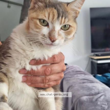 Photo 1/1 Nina Chat lost in Kilstett