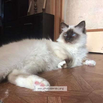 Photo 1/1 Paco Chat lost in Nimes