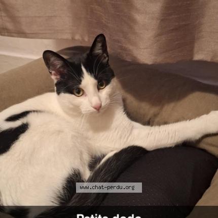 Photo 1/1 smoky Chat lost in Maisons alfort