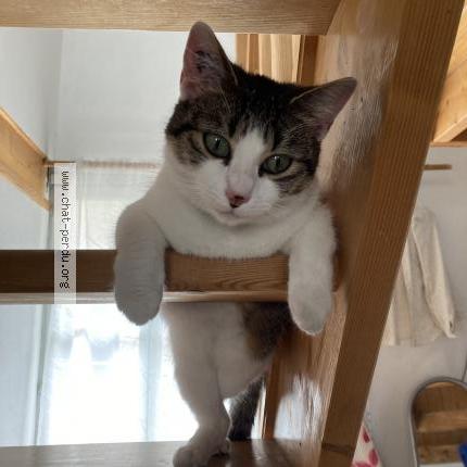 Photo 1/1 Noiretblanc Chat lost in Orleans