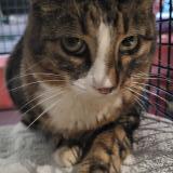 Picture of cat found at Andilly