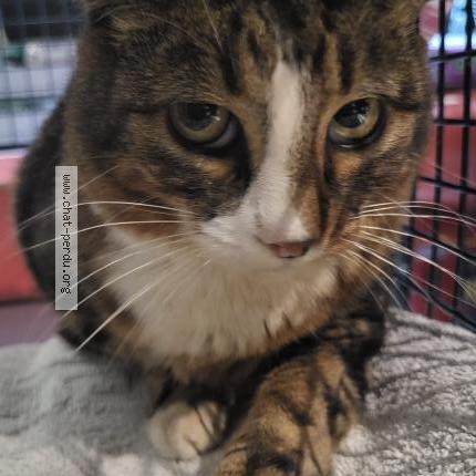 Photo 1/1 Found cat Found in Andilly