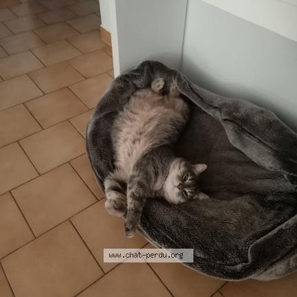 Photo 1/1 TITOU Chat lost in Avignon