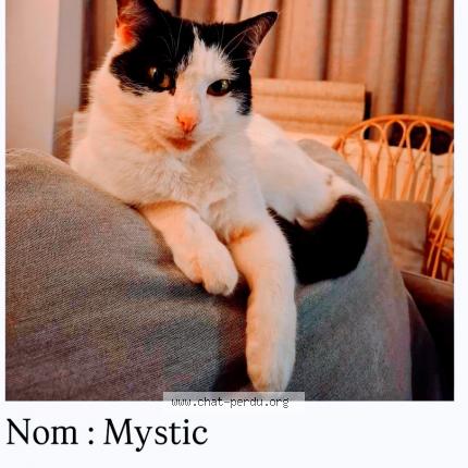 Photo 1/1 Mystic Chat lost in Ixelles