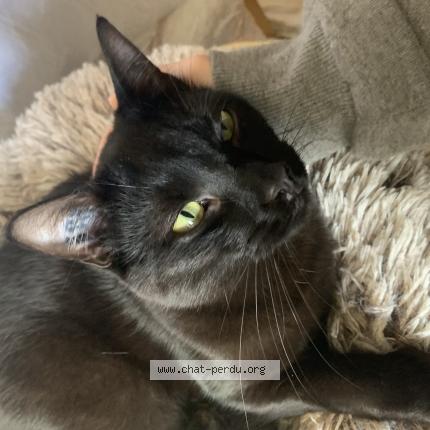 Photo 1/1 Didoum Chat lost in Ivry sur seine