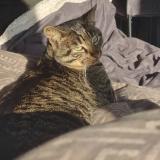 Picture of cat lost at Falleron