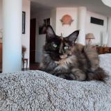 Picture of cat lost at Saint Feliu D Avall