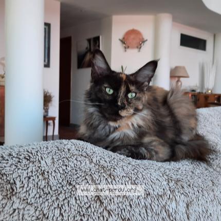 Photo 1/1 TIMOUNE Chat lost in Saint feliu d avall