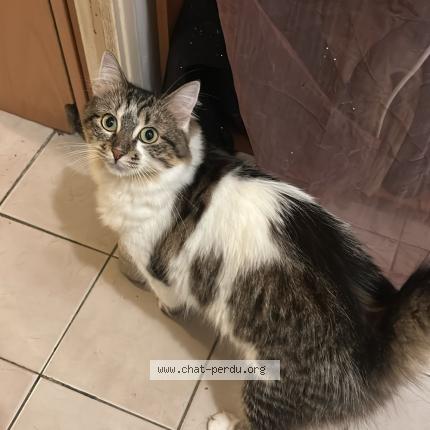 Photo 1/1 Tsuki Chat lost in Villeurbanne