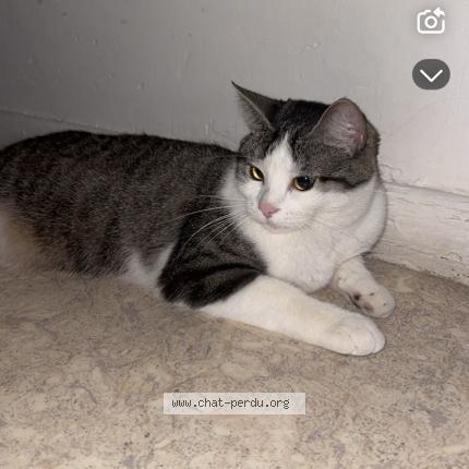 Photo 1/1 pammuk Chat lost in Lons le saunier