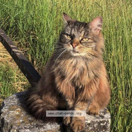 Photo 1/1 BOULETTE Chat lost in Saint simon de pellouaille