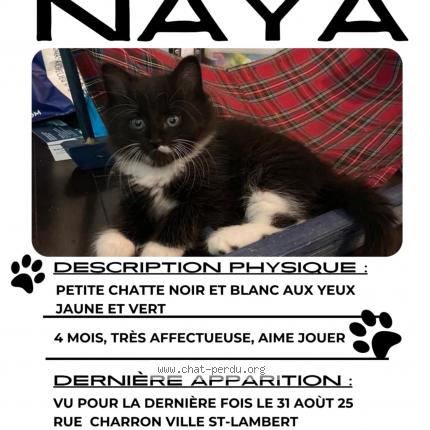 Photo 1/1 Naya Chat lost in Lemoyne