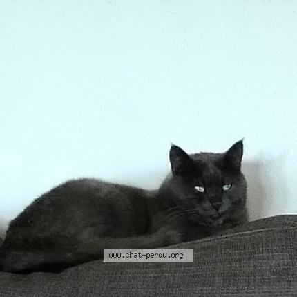 Foto van vermiste kat in Auvelais