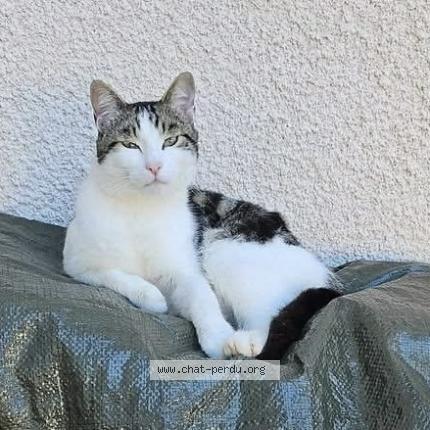 Photo 1/1 Bouboule Chat lost in Villereversure