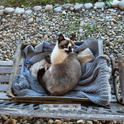 Photo 1/1 Found cat Found in Auterive