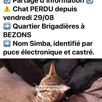 Photo 1/1 Simba Chat lost in Bezons