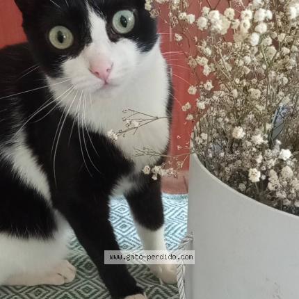 Photo 1/1 Lola Chat lost in San miguel