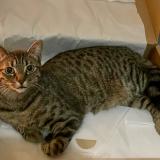 Picture of cat lost at Strasbourg