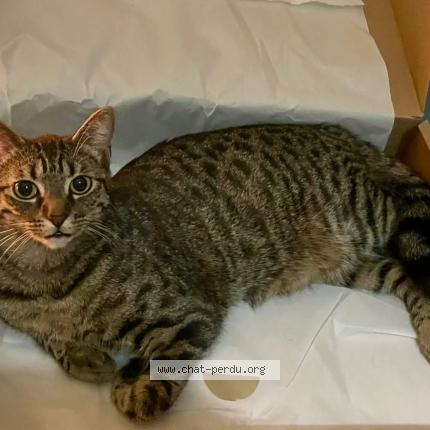 Photo 1/1 Pishi Chat lost in Strasbourg