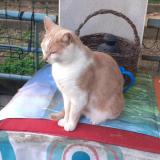 Picture of cat lost at Clermont Ferrand