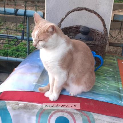 Photo 1/1 Bouboule Chat lost in Clermont ferrand