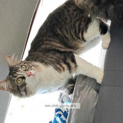 Photo 1/1 Fripouille Chat lost in Angouleme